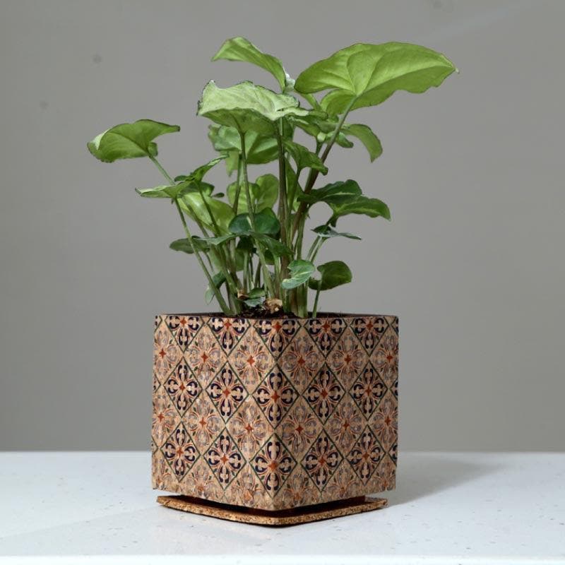 Buy Wooden Cork Dreamy Planter Pots & Planters from Vaaree