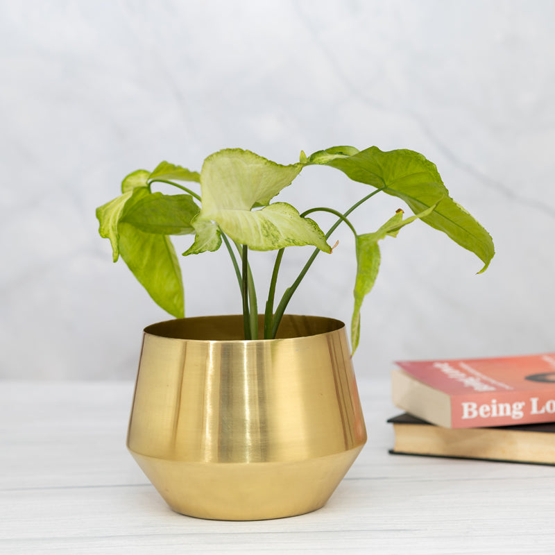 Buy Simone Oak Planter Pots & Planters from Vaaree