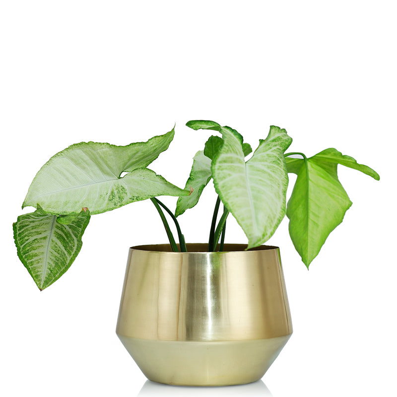 Buy Simone Oak Planter Pots & Planters from Vaaree