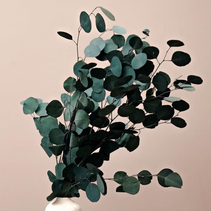 Buy Mesora Vase With Million Dollar Eucalyptus Bunch Vase from Vaaree