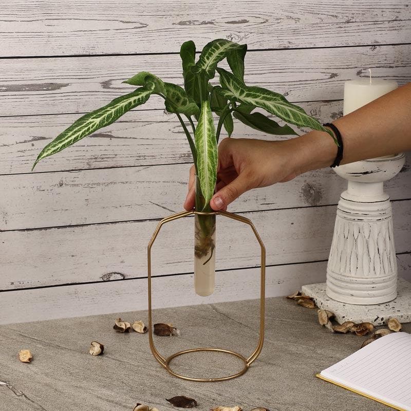 Buy Rhombic Dose Testube Planter Vase from Vaaree