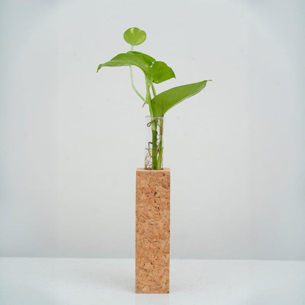 Vase - Urva Cork Testube Planter