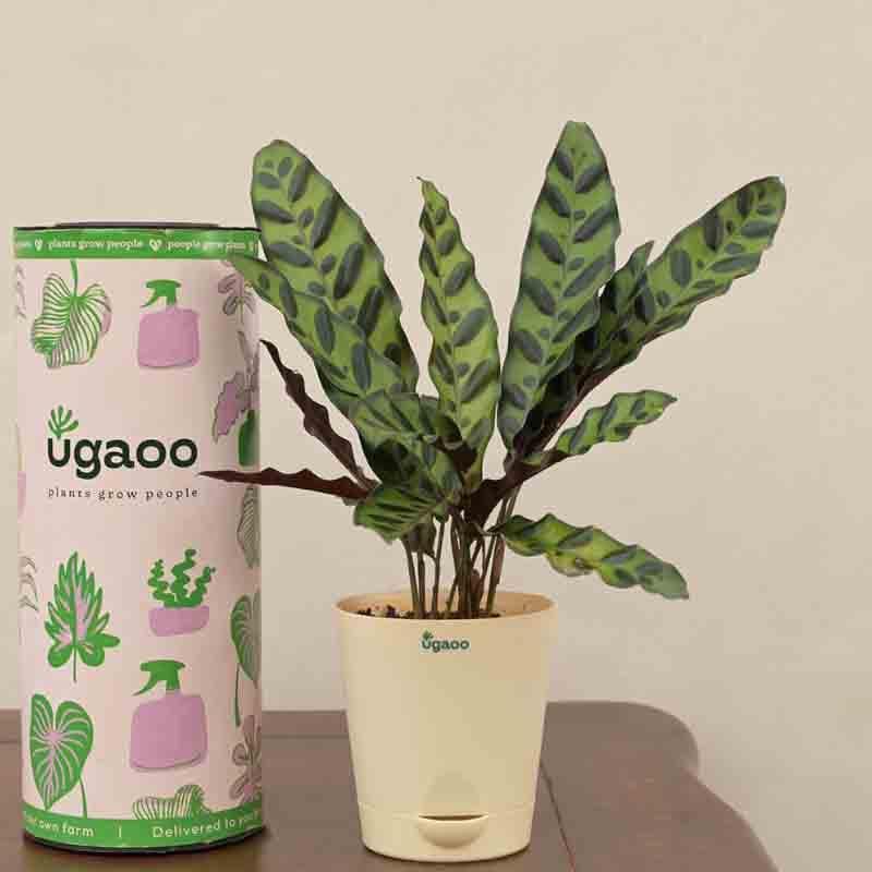 Buy Ugaoo Calathea Rattlesnake Plant at Vaaree online | Beautiful Live Plants to choose from