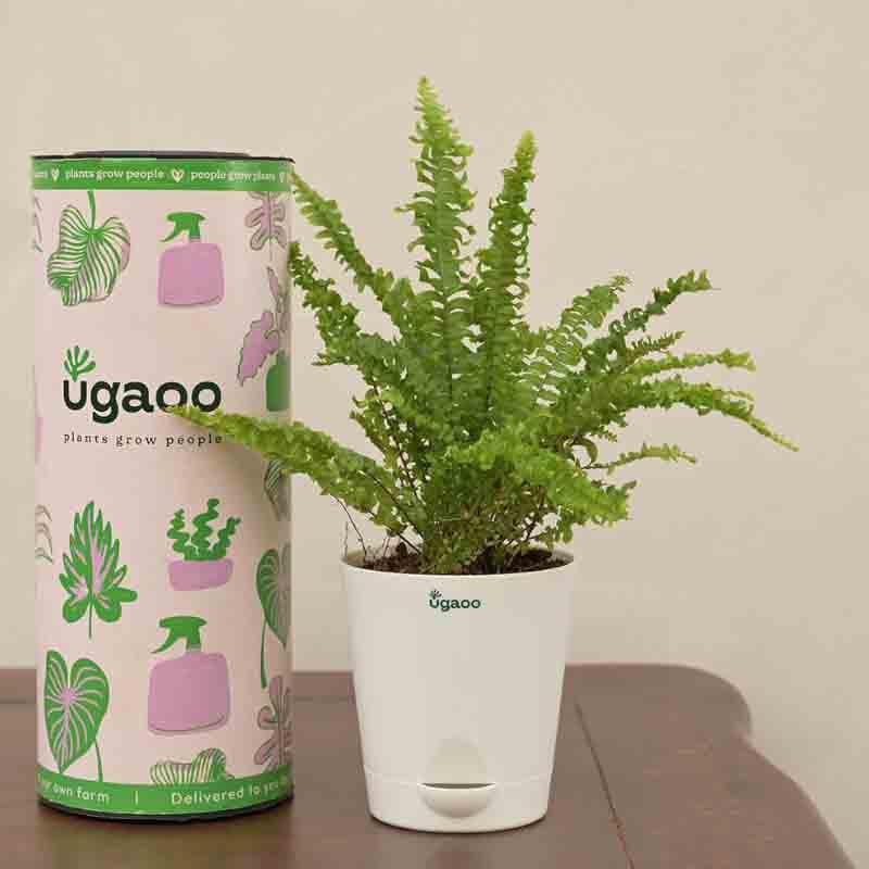 Buy Ugaoo Green Fern Plant - Mini at Vaaree online | Beautiful Live Plants to choose from