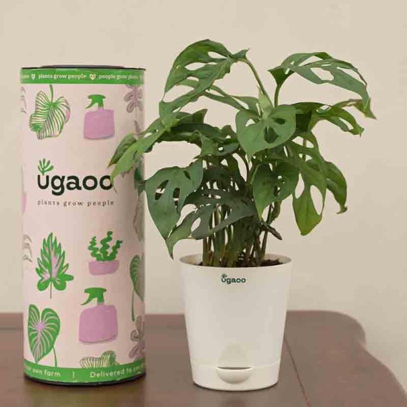Buy Ugaoo Broken Heart Plant at Vaaree online | Beautiful Live Plants to choose from