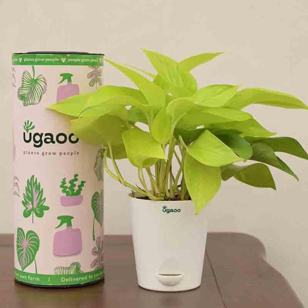 Buy Ugaoo Money Plant Golden at Vaaree online | Beautiful Live Plants to choose from