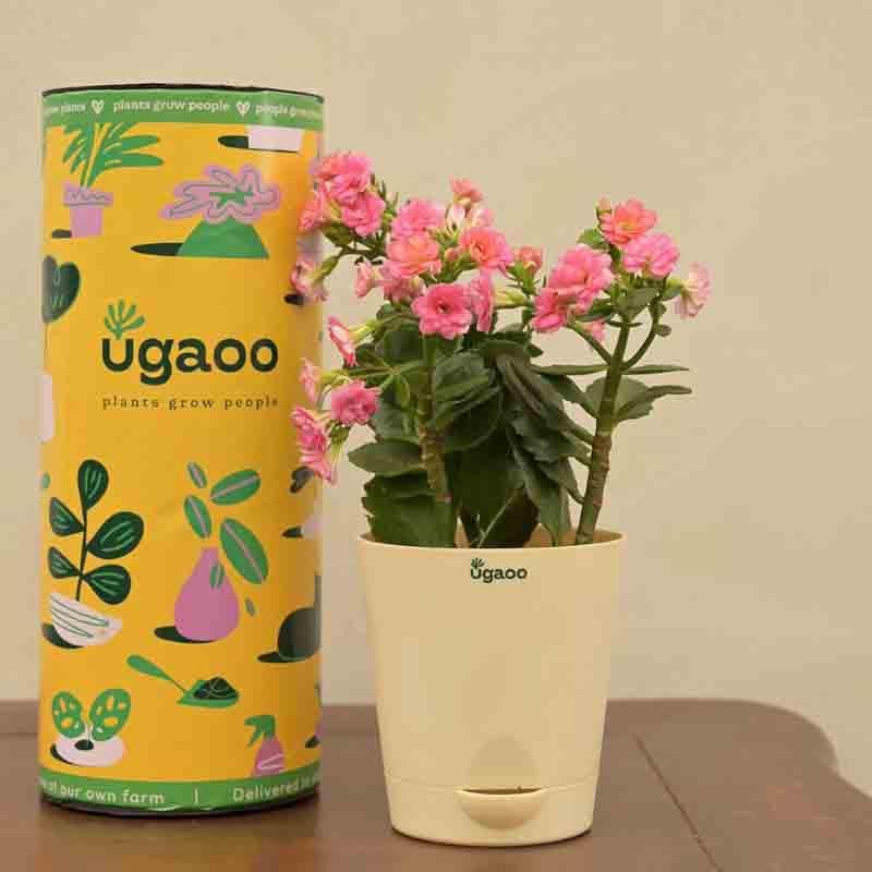 Buy Ugaoo Kalanchoe Plant - Pink at Vaaree online | Beautiful Live Plants to choose from
