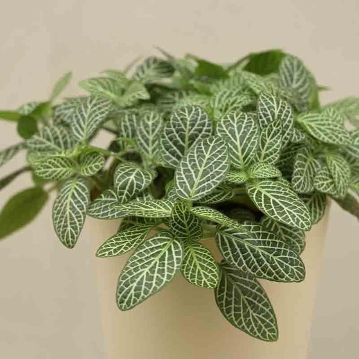 Buy Ugaoo Fittonia Green Plant (Nerve Plant) at Vaaree online | Beautiful Live Plants to choose from