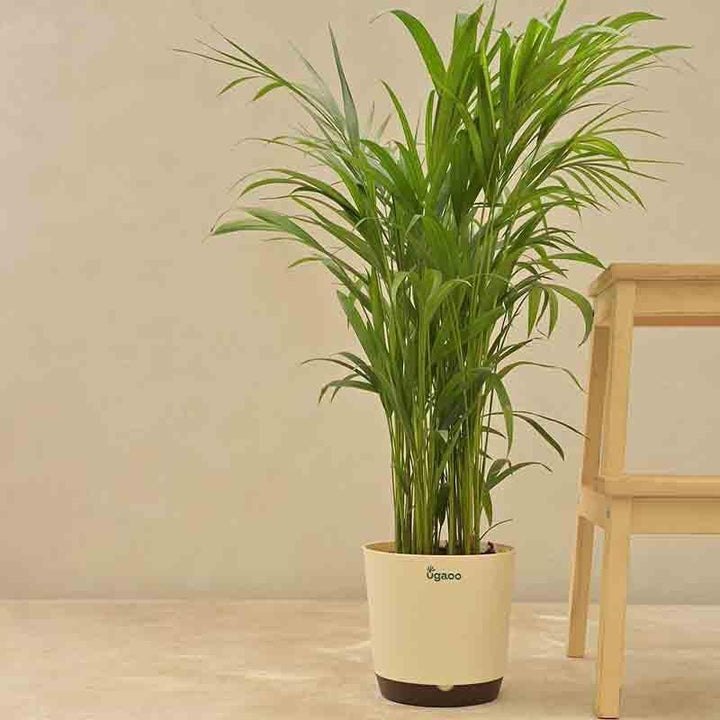 Buy Ugaoo Areca Palm Plant - Big at Vaaree online | Beautiful Live Plants to choose from