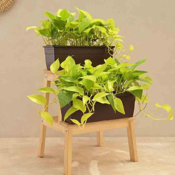 Buy Ugaoo Money Plant Golden Plant - Set of 2 at Vaaree online | Beautiful Live Plants to choose from