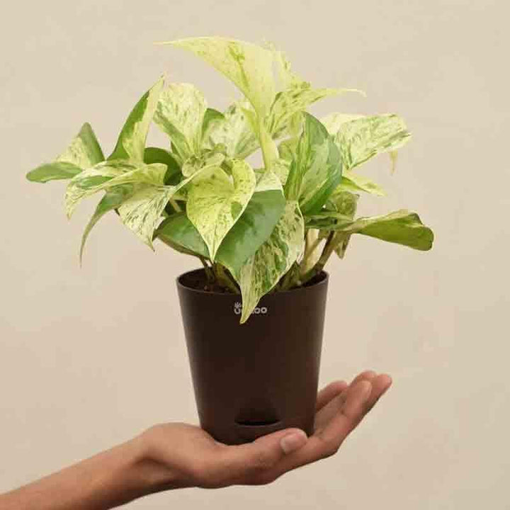Buy Ugaoo Money Plant Marble at Vaaree online | Beautiful Live Plants to choose from
