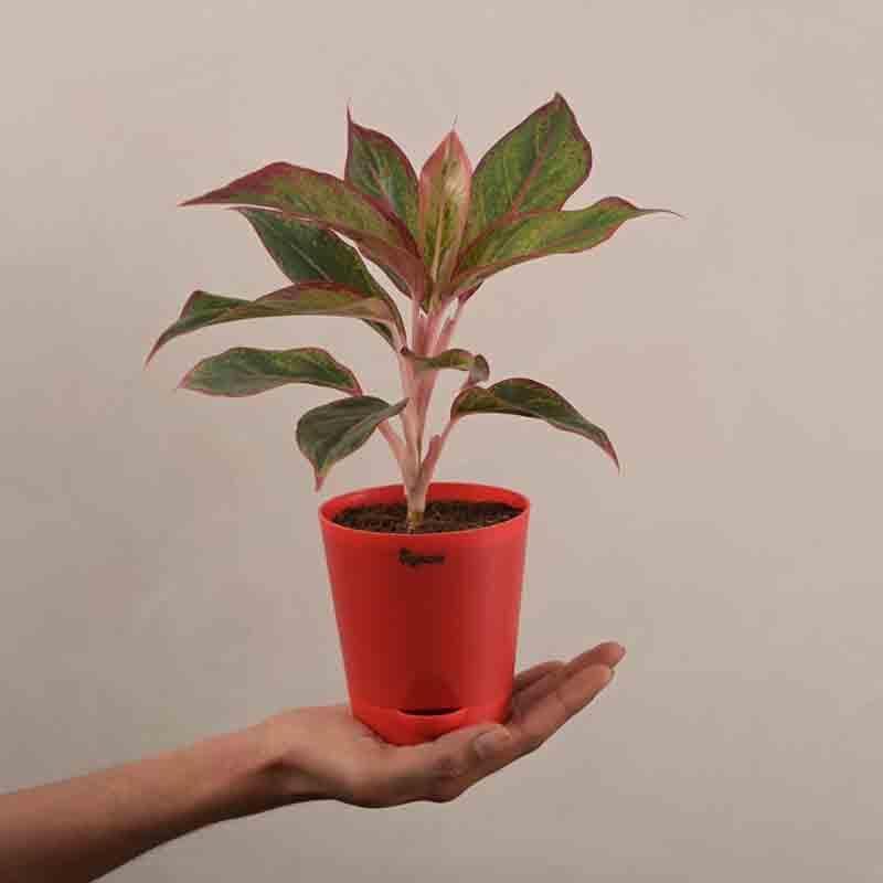 Buy Ugaoo Aglaonema Red Plant-Small at Vaaree online | Beautiful Live Plants to choose from