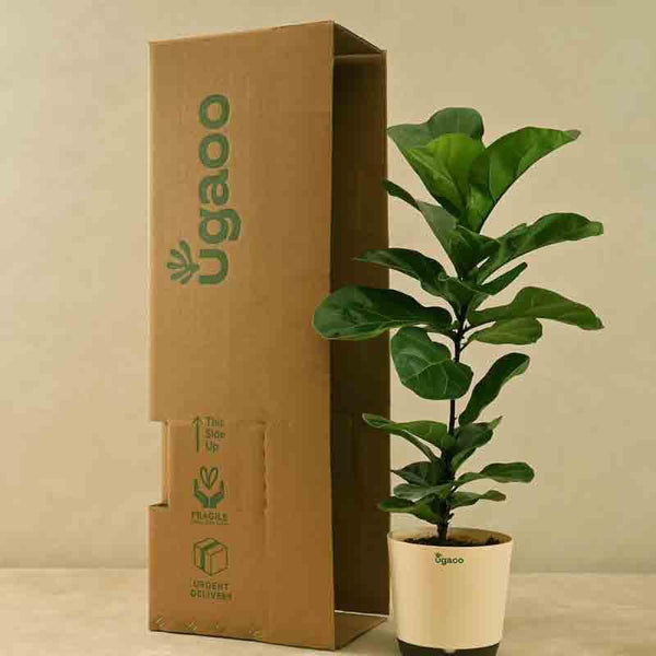 Buy Ugaoo Fiddle Leaf Fig Plant - Bambino (Large) at Vaaree online | Beautiful Live Plants to choose from