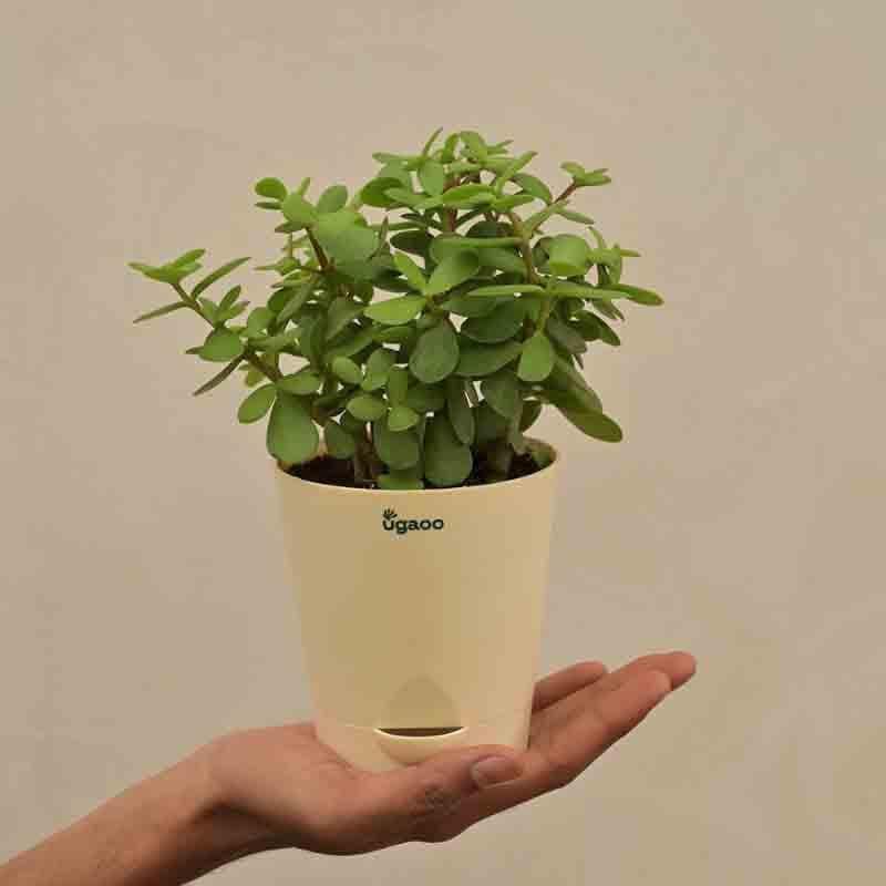 Buy Ugaoo Jade Mini Plant-Small at Vaaree online | Beautiful Live Plants to choose from