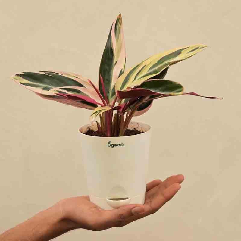 Buy Ugaoo Stromanthe Triostar Plant - Small at Vaaree online | Beautiful Live Plants to choose from