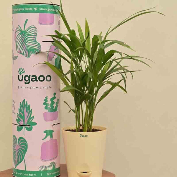 Buy Ugaoo Areca Palm Plant - Medium at Vaaree online | Beautiful Live Plants to choose from