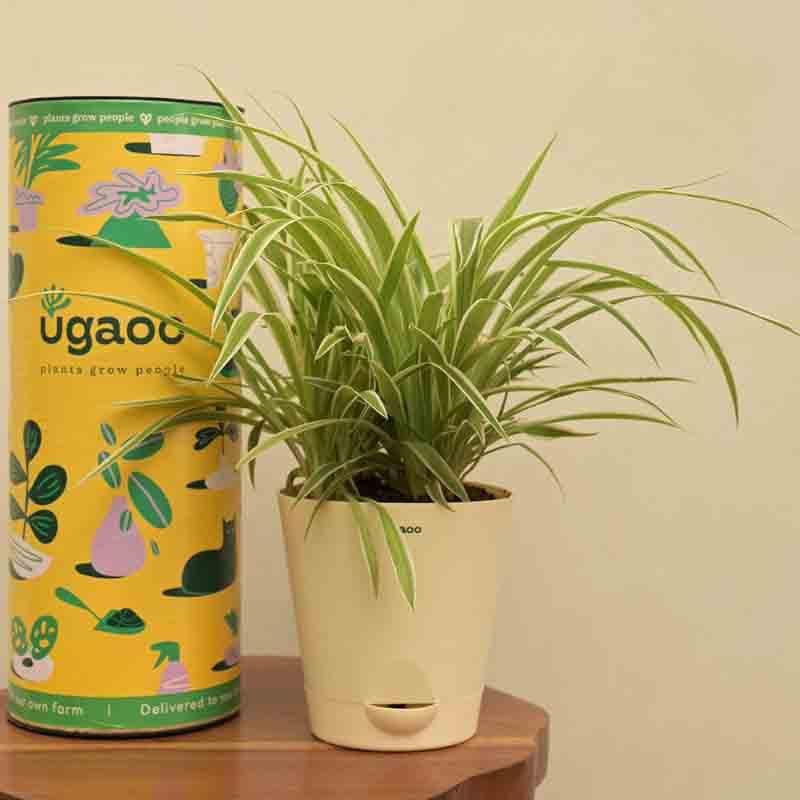 Buy Ugaoo Spider Plant - Medium at Vaaree online | Beautiful Live Plants to choose from