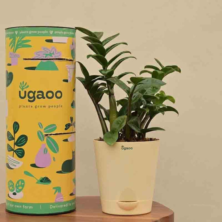 Buy Ugaoo Dwarf ZZ Plant at Vaaree online | Beautiful Live Plants to choose from