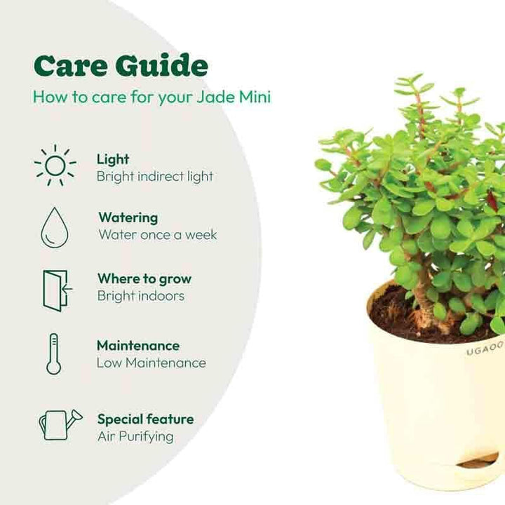 Buy Ugaoo Jade Mini Plant- Medium at Vaaree online | Beautiful Live Plants to choose from