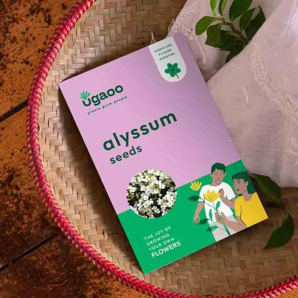 Buy Ugaoo Alyssum Seeds (200 Seeds) at Vaaree online | Beautiful Seeds to choose from