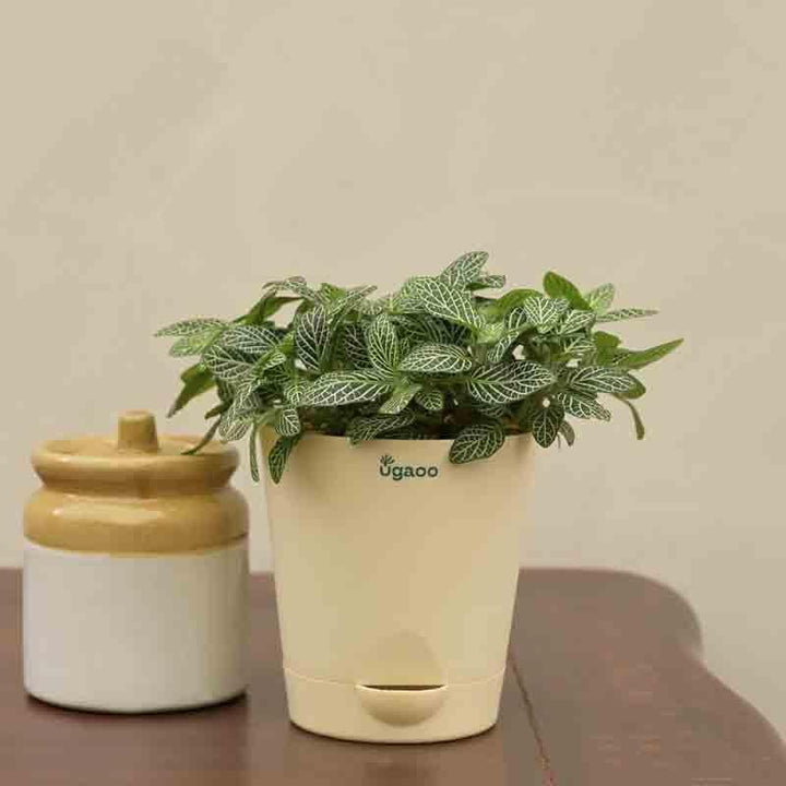 Buy Ugaoo Fittonia Green Plant (Nerve Plant) at Vaaree online | Beautiful Live Plants to choose from