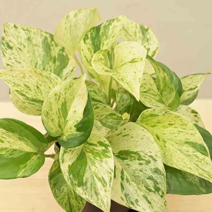 Buy Ugaoo Money Plant Marble at Vaaree online | Beautiful Live Plants to choose from