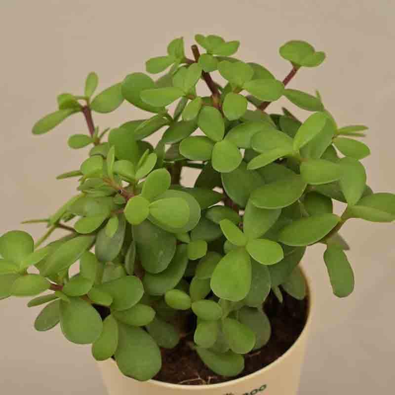 Buy Ugaoo Jade Mini Plant-Small at Vaaree online | Beautiful Live Plants to choose from