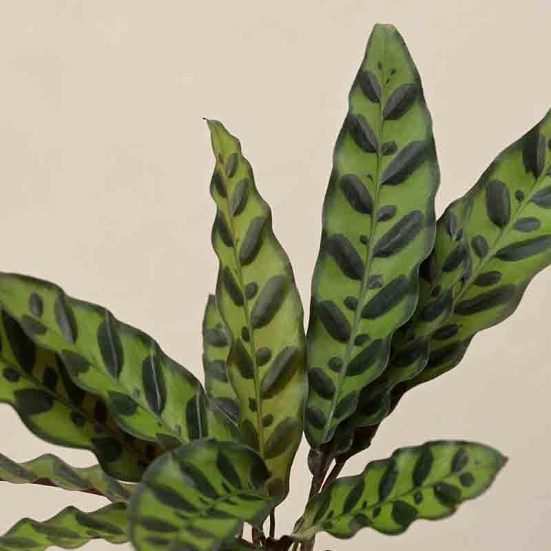 Buy Ugaoo Calathea Rattlesnake Plant at Vaaree online | Beautiful Live Plants to choose from
