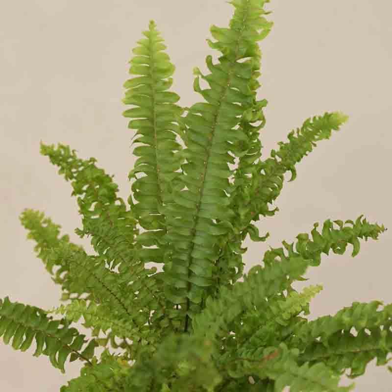 Buy Ugaoo Green Fern Plant - Mini at Vaaree online | Beautiful Live Plants to choose from