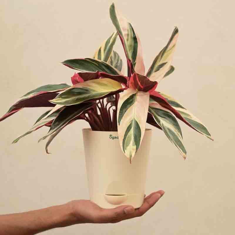 Buy Ugaoo Stromanthe Triostar Plant - Medium at Vaaree online | Beautiful Live Plants to choose from