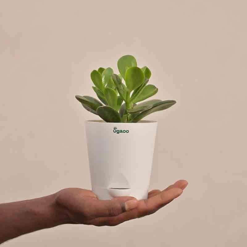 Buy Ugaoo Crassula Ovata Plant at Vaaree online | Beautiful Live Plants to choose from