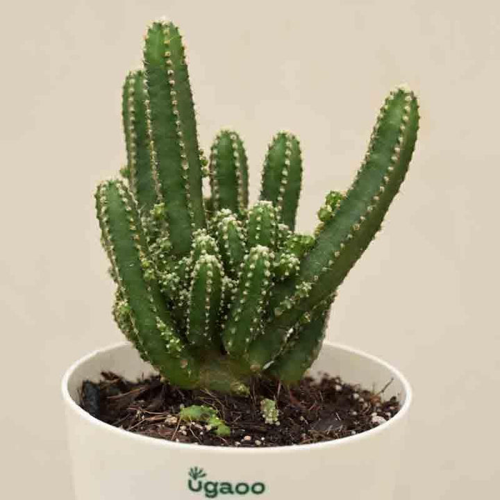 Buy Ugaoo Cactus Plant - Elongated at Vaaree online | Beautiful Live Plants to choose from