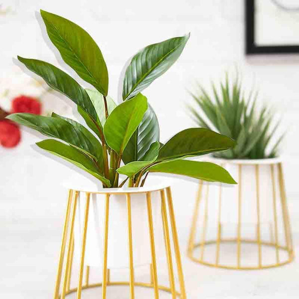 Buy Muse Table Top Planter With Stand - Set Of Two at Vaaree online | Beautiful Pots & Planters to choose from