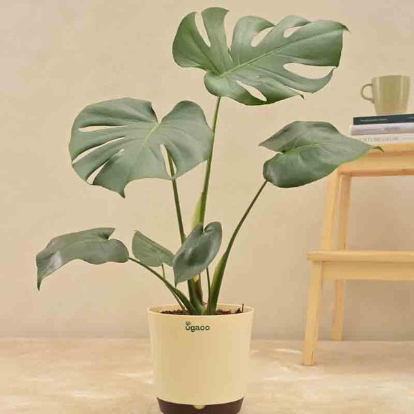 Buy Ugaoo Monstera Deliciosa Plant at Vaaree online | Beautiful Live Plants to choose from
