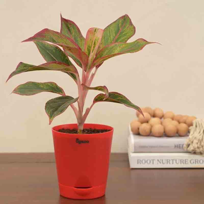 Buy Ugaoo Aglaonema Red Plant-Small at Vaaree online | Beautiful Live Plants to choose from