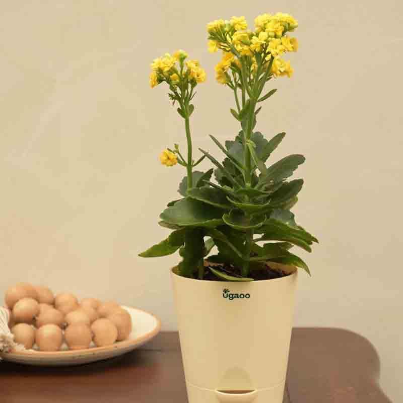 Buy Ugaoo Kalanchoe Plant - Yellow at Vaaree online | Beautiful Live Plants to choose from