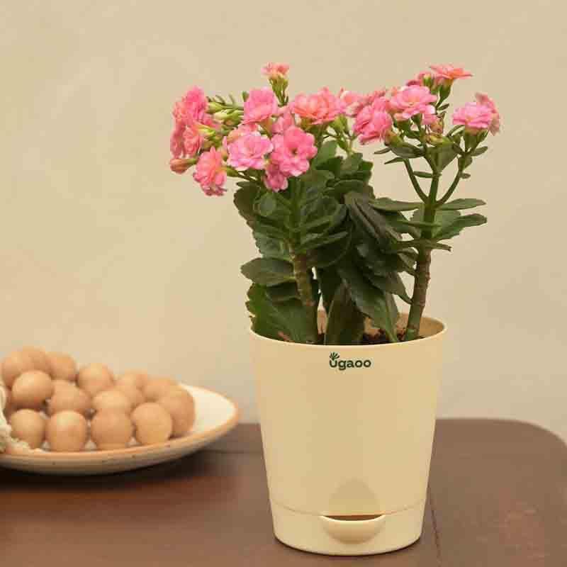 Buy Ugaoo Kalanchoe Plant - Pink at Vaaree online | Beautiful Live Plants to choose from