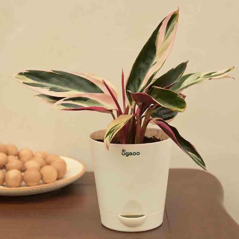 Buy Ugaoo Stromanthe Triostar Plant - Small at Vaaree online | Beautiful Live Plants to choose from