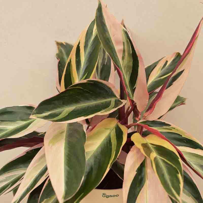 Buy Ugaoo Stromanthe Triostar Plant - Medium at Vaaree online | Beautiful Live Plants to choose from
