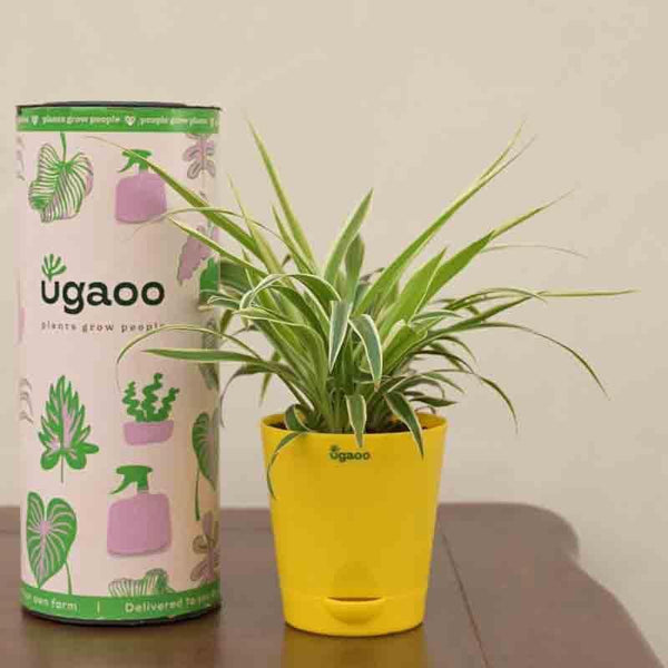 Buy Ugaoo Spider Plant at Vaaree online | Beautiful Live Plants to choose from