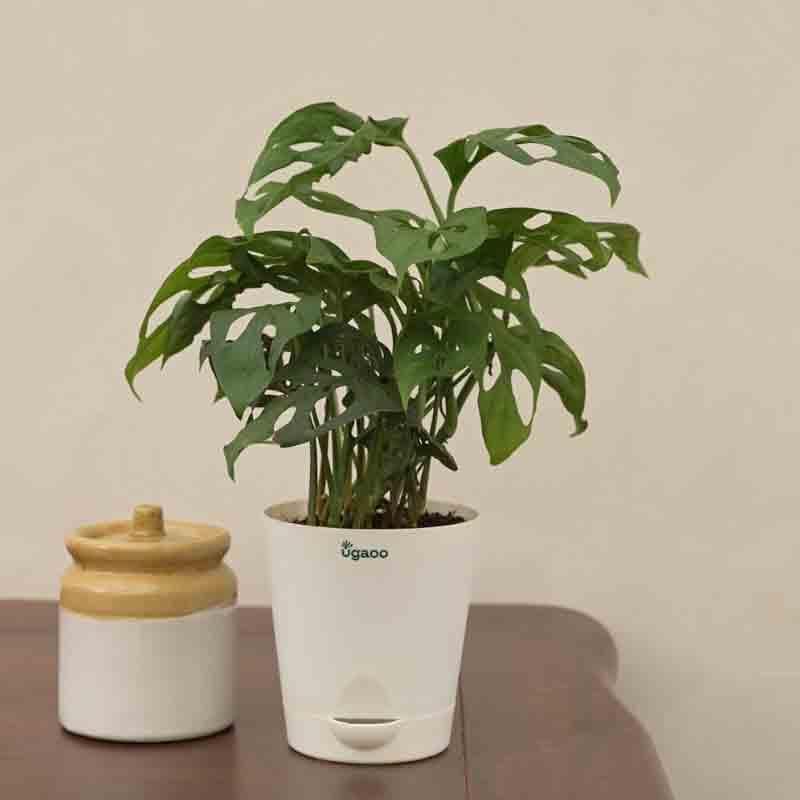 Buy Ugaoo Broken Heart Plant at Vaaree online | Beautiful Live Plants to choose from