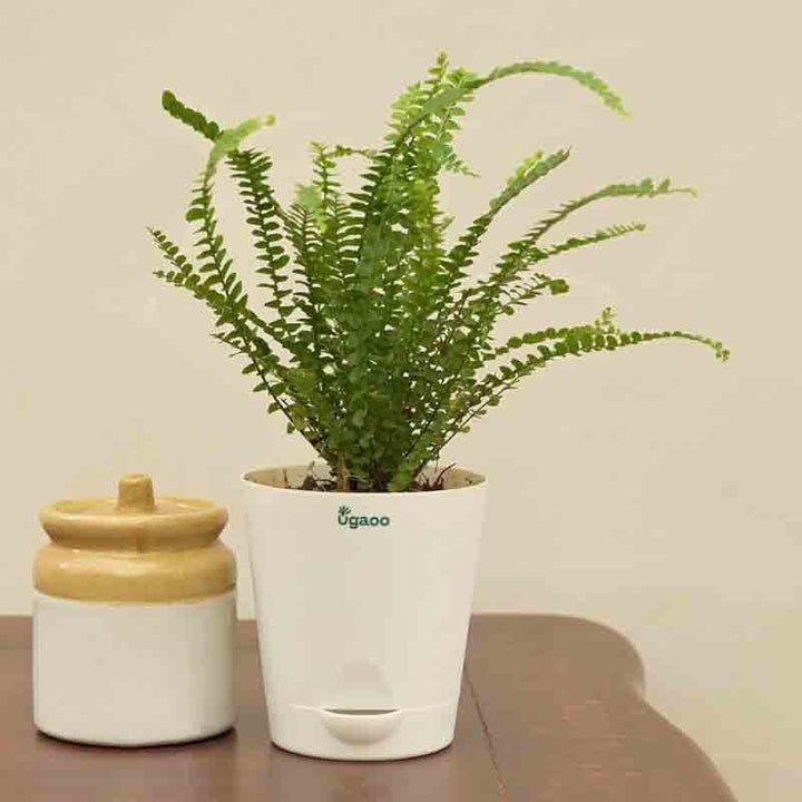 Buy Ugaoo Button Fern Plant at Vaaree online | Beautiful Live Plants to choose from