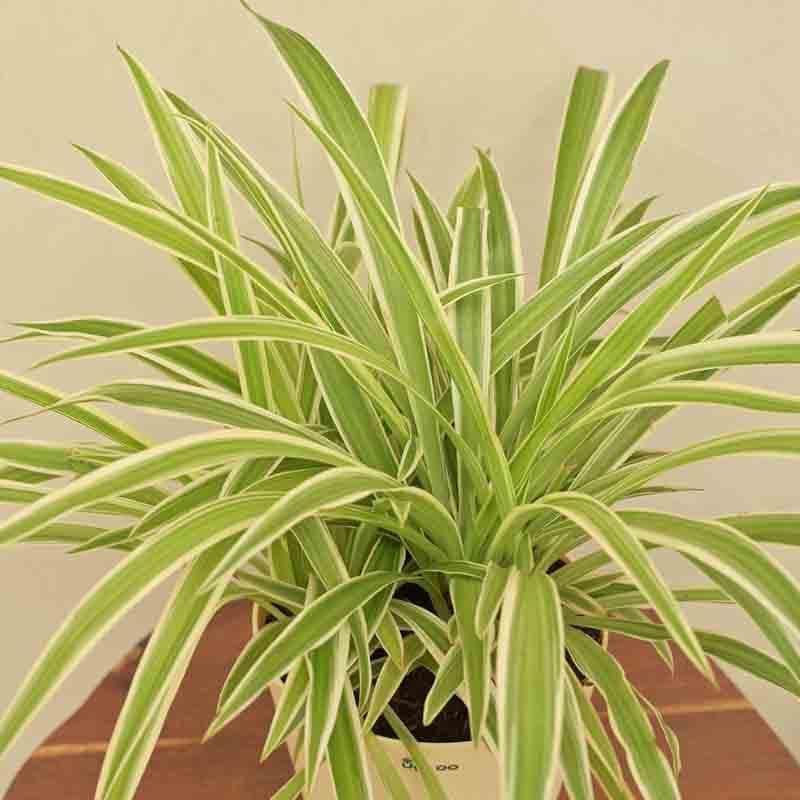 Buy Ugaoo Spider Plant - Medium at Vaaree online | Beautiful Live Plants to choose from