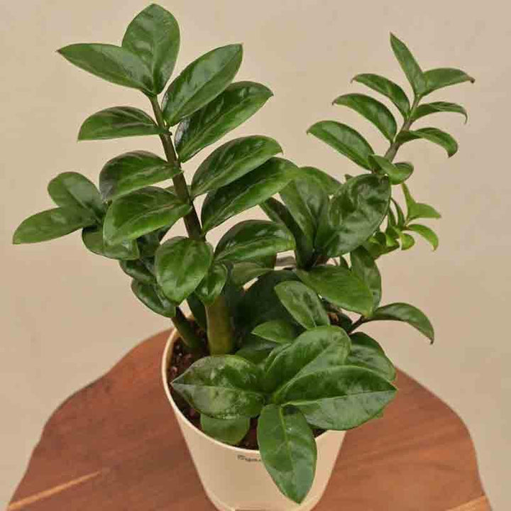 Buy Ugaoo Dwarf ZZ Plant at Vaaree online | Beautiful Live Plants to choose from