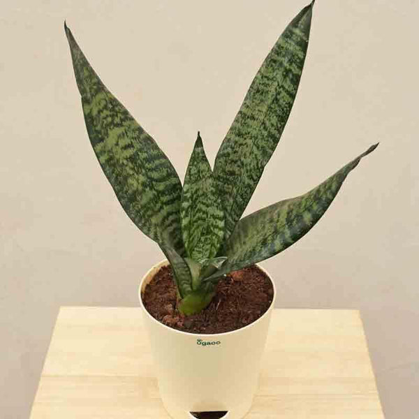 Buy Ugaoo Sansevieria Superba Green - Snake Plant at Vaaree online | Beautiful Live Plants to choose from