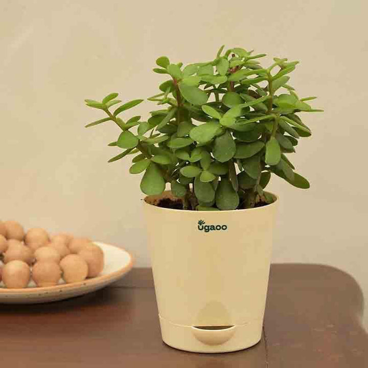 Buy Ugaoo Jade Mini Plant- Medium at Vaaree online | Beautiful Live Plants to choose from