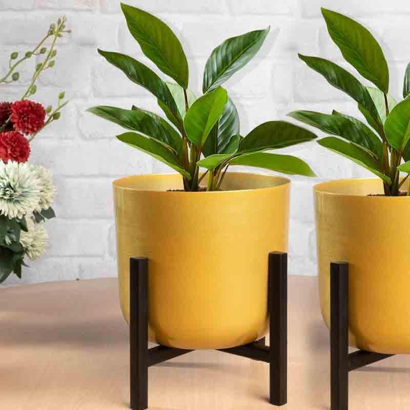 Buy Goldie Planter With Stand - Set Of Two at Vaaree online | Beautiful Pots & Planters to choose from