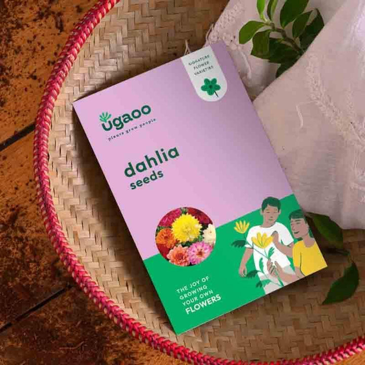 Buy Ugaoo Dahlia Seeds at Vaaree online | Beautiful Seeds to choose from