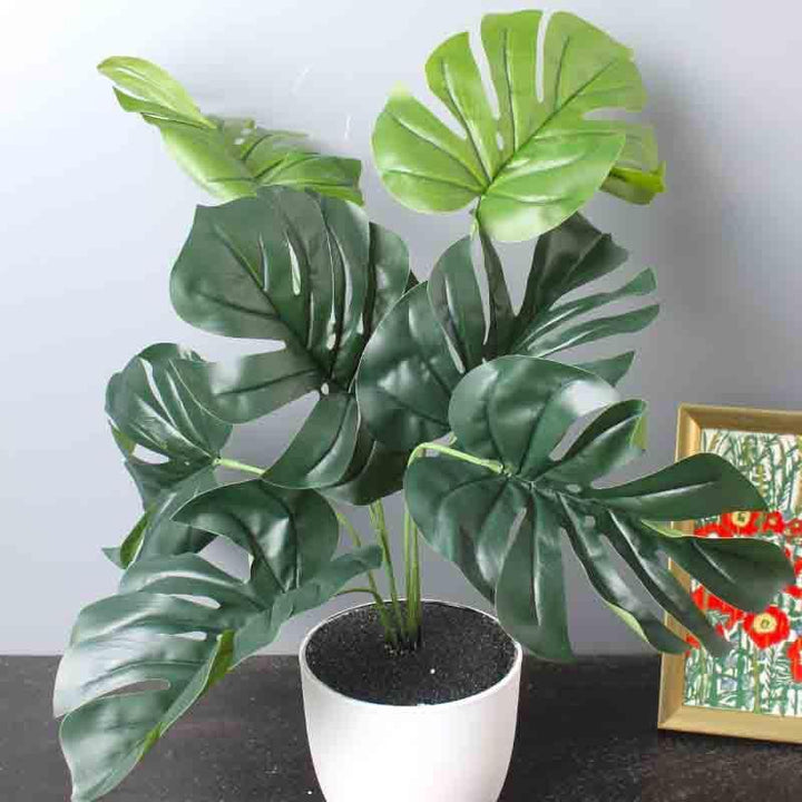 Buy Lumia Pot With Monstera Plant - White at Vaaree online | Beautiful Artificial Plants to choose from