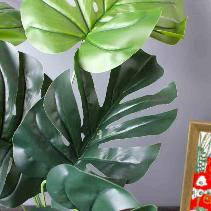 Buy Lumia Pot With Monstera Plant - White at Vaaree online | Beautiful Artificial Plants to choose from